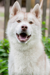 Portrait of a dog. Husky gray