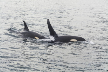 Fototapeta premium Two large killer whale at coast of the Kamchatka Peninsula.