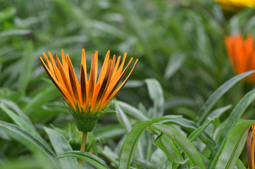 Beautiful orange gazania flower
