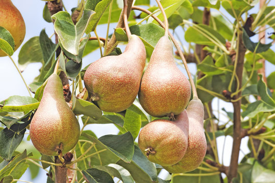 Organic pears on the branch