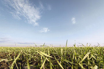 Green grass under blue sky horizon