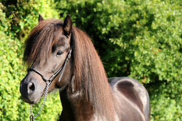 Obraz premium Islandpferdehengst