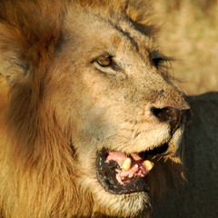 Lion