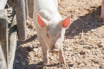 Cute pink pig in a barnyard