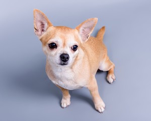 Dog on background. taken in a studio.