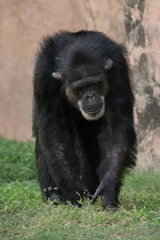 Chimpanzee