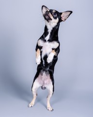 Dog on background. taken in a studio.