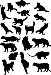 twenty black cats collection