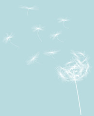 Fototapeta premium round dandelion with flying seeds white silhouette
