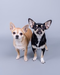Dog on background. taken in a studio.