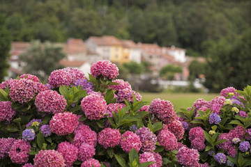 Obraz premium hydrangea5
