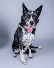 Dog on background. taken in a studio.