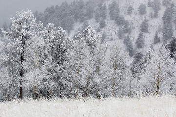 Heavy Snow in the Pike National Forest