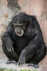 Chimpanzee