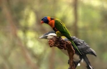 Macaw parrot