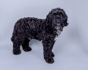 Dog on background. taken in a studio.