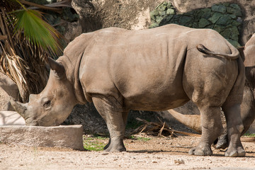 Naklejka premium White Rhinoceros drinking