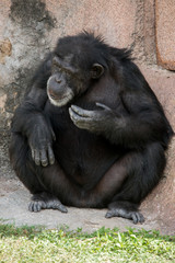 Chimpanzee