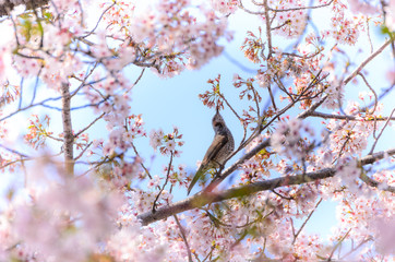 桜とヒヨドリ