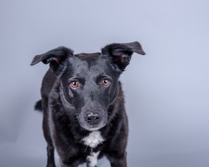 Dog on background. taken in a studio.