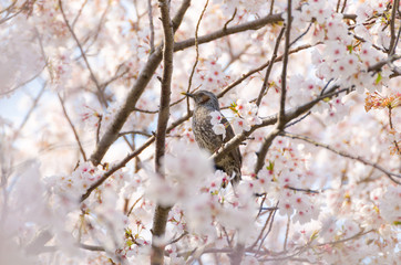 桜とヒヨドリ