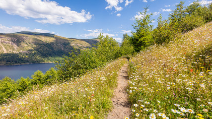 Pathway among the wildflowers. Beautiful flowers in the green grass. South Coldwater Ridge, Mount St Helens National Park, West Part, South Cascades in Washington State, USA