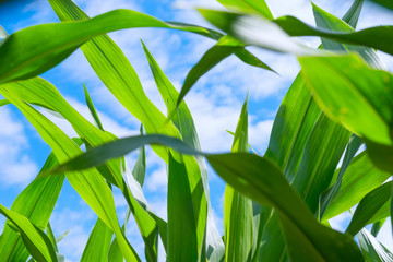 Leaves of corn in sunny day © len4foto