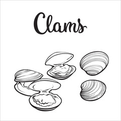 Clams, mussels, seafood, sketch style vector illustration isolated on white background. Drawing of clams as a common seafood delicacy. Edible underwater mussels, healthy organic shellfish food