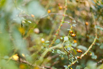 Dog rose bush close up