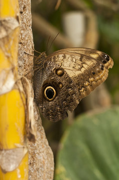 Mariposa