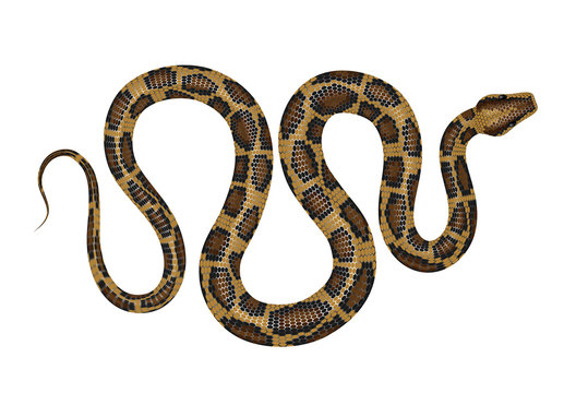 Python vector illustration. Tropical snake isolated on white.