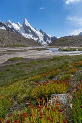 Laila peak and flower at Khuspang camp
