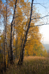 Gold birch and meadow