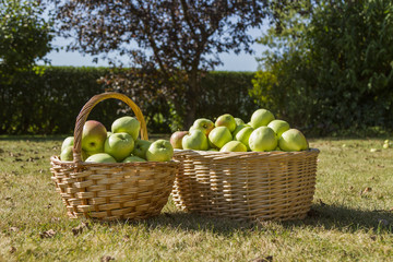 Korgar med nyskördade äpplen