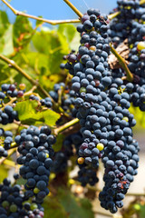 Red bunches of grapes in a vineyard in Trentino before harvest, Italy, Europe