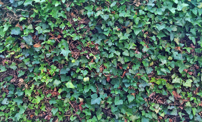 English ivy background texture