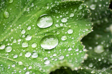 Dew drops on green leaf