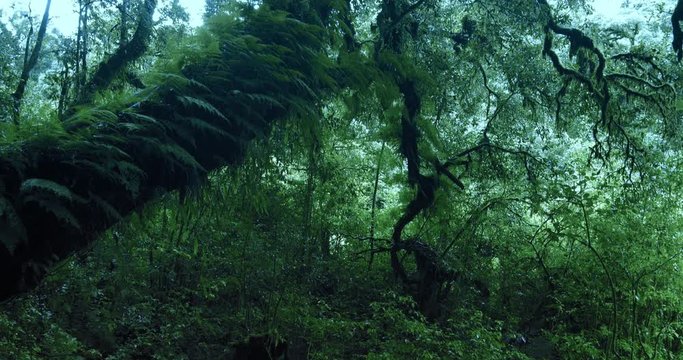 Old big tree overgrown by moss and ferns in dense forest of highland woodlands