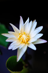 White lotus in pool