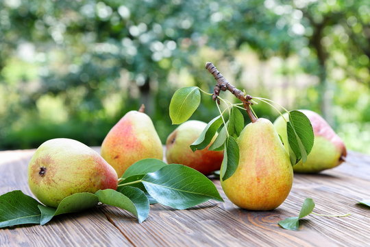 Ripe pears on a wooden table in the garden