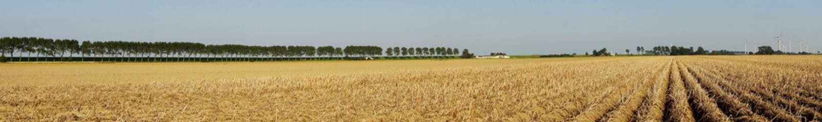 Fototapeta na wymiar Panoramic view of a large potato field in summer