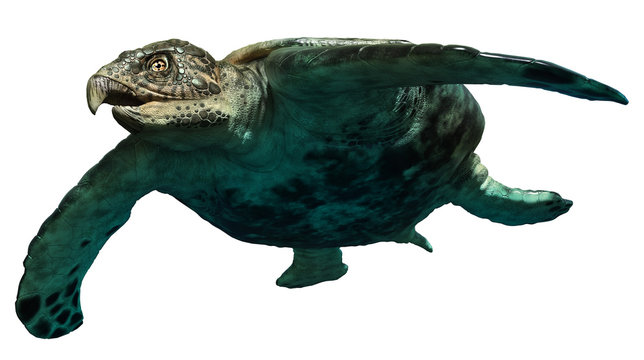 Archelon prehistoric turtle 3D illustration