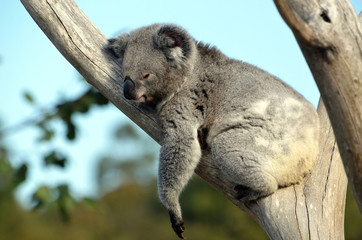 Australian Koala (Phascolarctos cinereus) sleeping in a gum tree. Australia’s iconic marsupial mammal. © KHBlack