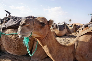 Marrokanische Sahara Erg Chebbi