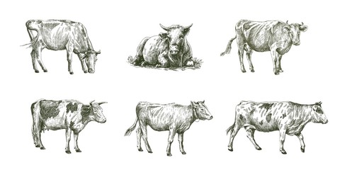 sketches of cows drawn by hand. livestock. cattle. animal grazing - obrazy, fototapety, plakaty