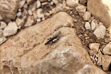 Grasshopper on a Rock 
