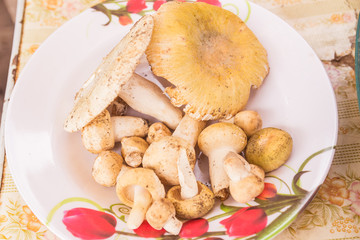 Forest mushrooms for sale at local food market, Northeast of Tha