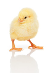 Small yellow chicken isolated on white