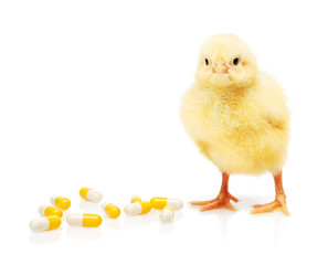 Small yellow chicken near pile of yellow and white capsules