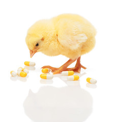 Small yellow chicken near pile of yellow and white capsules